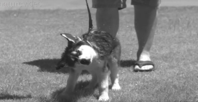 Cani, canguri, topi, leoni: così l’acqua non li bagna
