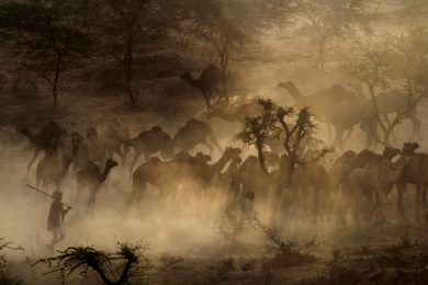 Alla fiera del bestiame di Pushkar, India