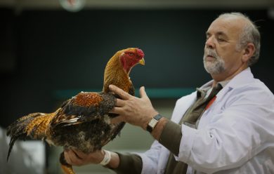 Cercando l’uovo perfetto: la Fiera del pollame, in Inghilterra