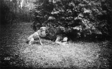 Uomini e animali alla Grande Guerra