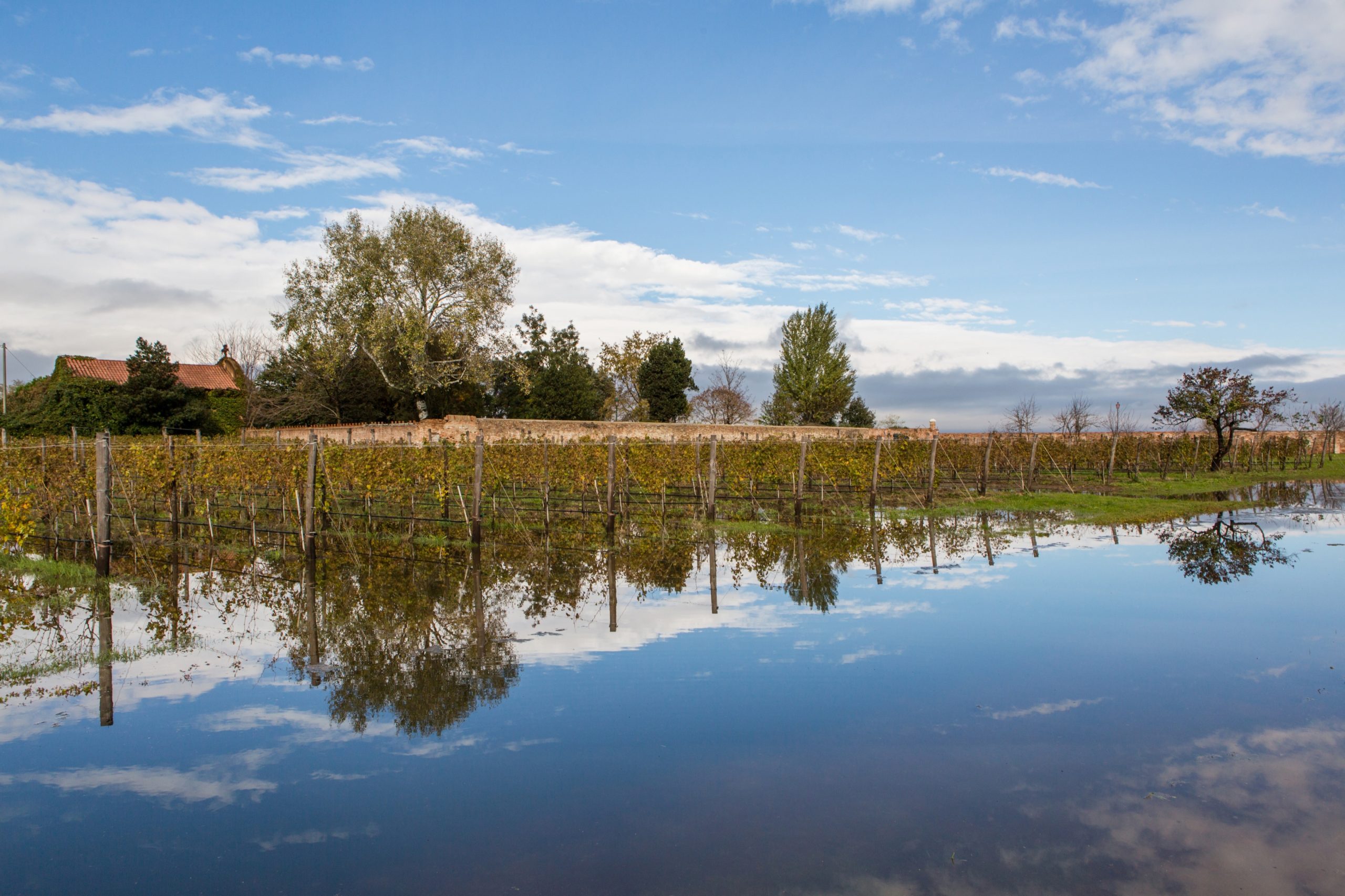 Il vigneto di Venissa sommerso dall’acqua