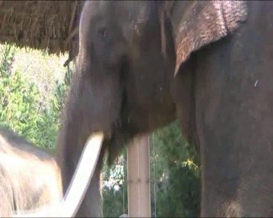 L’elefante con voce umana