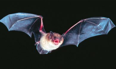 Il pipistrello è l’animale più pericoloso al mondo