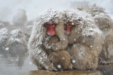 ANIMALI, le foto più belle di DICEMBRE