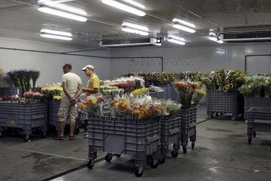 Sanremo: a rischio la casa dei fiori?
