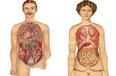 Cosa leggono i veri erotomani: i rossori e le ciliegie nella reticenza dei grandi romanzi dell’800