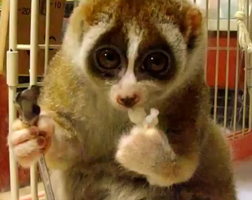 Lori Lento, l’animaletto che fa impazzire il web