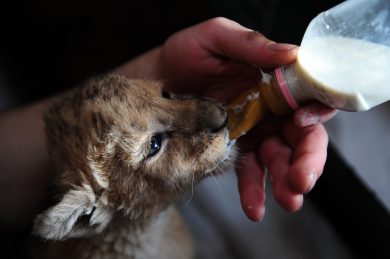 ANIMALI, le foto più belle – 1/15 gennaio 2013