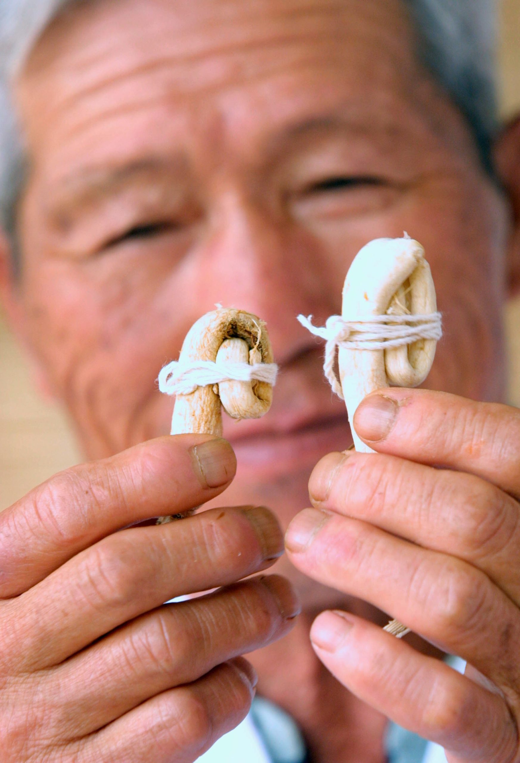 Altro che Viagra, meglio il ginseng Altro che Viagra, meglio il ginseng