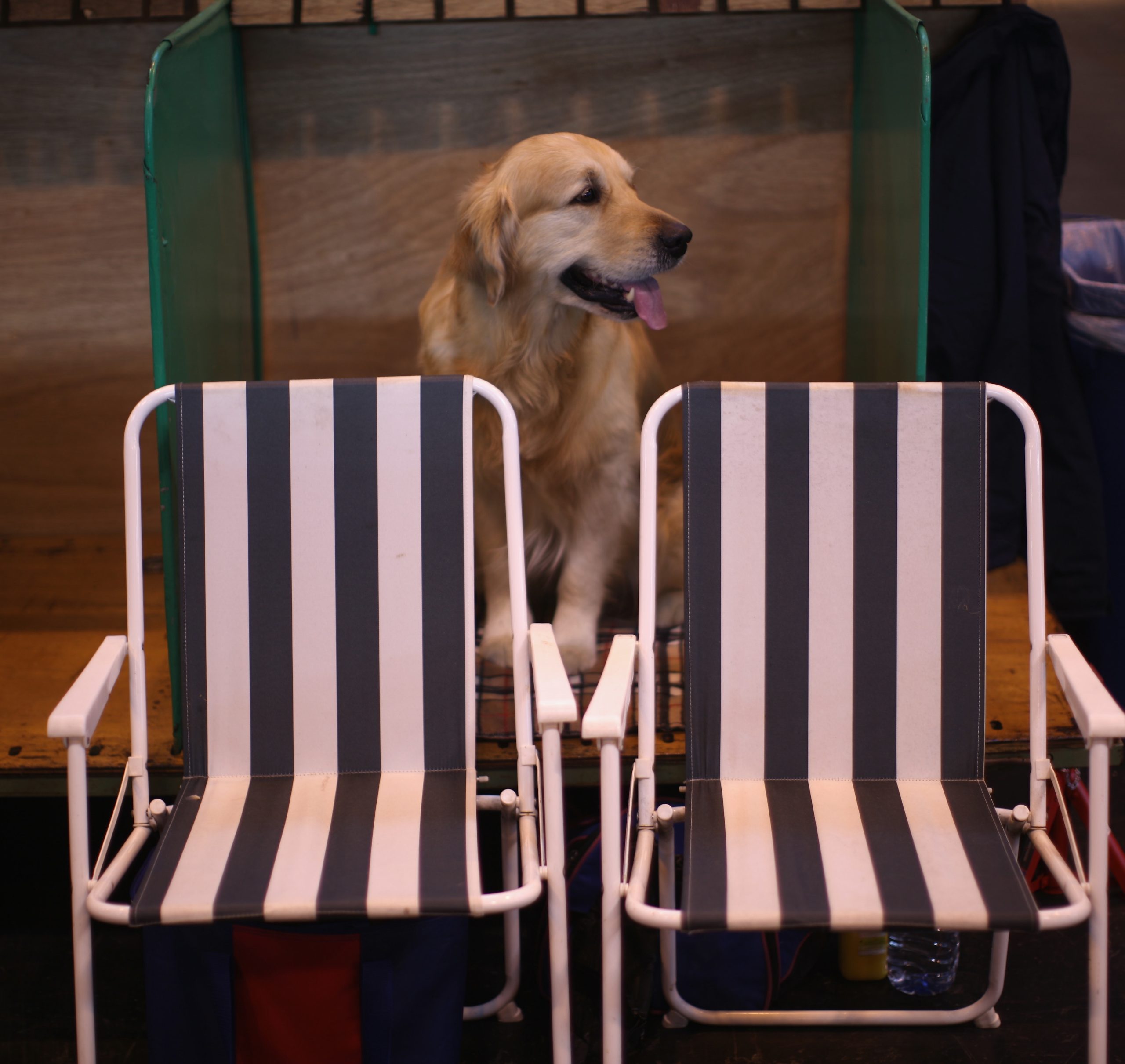 Diventare manager? Imparate dai cani