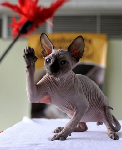 Foto: cose strane dal mondo