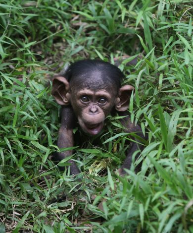 ANIMALI, le foto più belle – 1/15 febbraio
