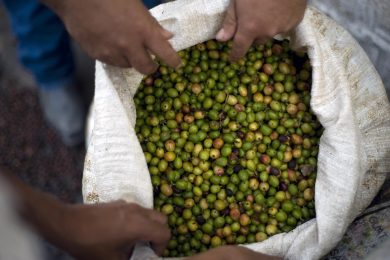 Coffee, the climate is threatening our habit