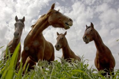 ANIMALI, le foto più belle di MARZO