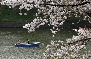 Ciliegi in fiore, in Giappone iniziano i festeggiamenti