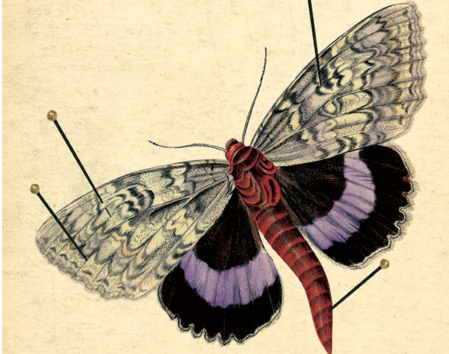 La nuova grafica dell’editore Gaffi: le copertine