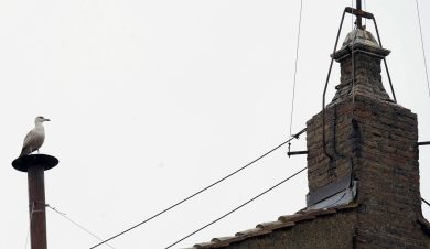 Tutti pazzi per il gabbiano sulla cappella Sistina