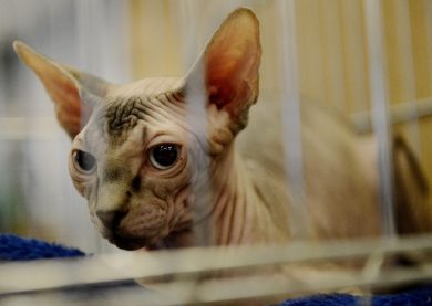 Foto: cose strane dal mondo