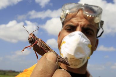 L’invasione delle locuste: dall’Egitto in Israele