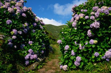 Droga, ecco il nuovo sballo: fumare le ortensie