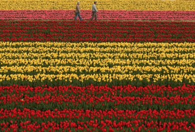 Tulipani in fiore, spettacolo di colori in Giappone