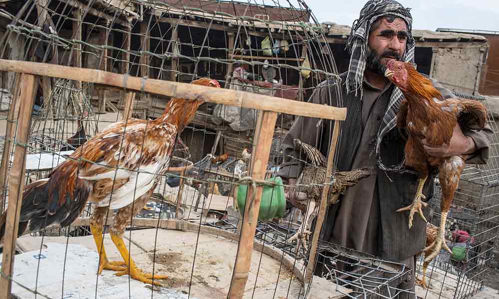 Il mercato degli uccelli di Kabul Il mercato degli uccelli di Kabul