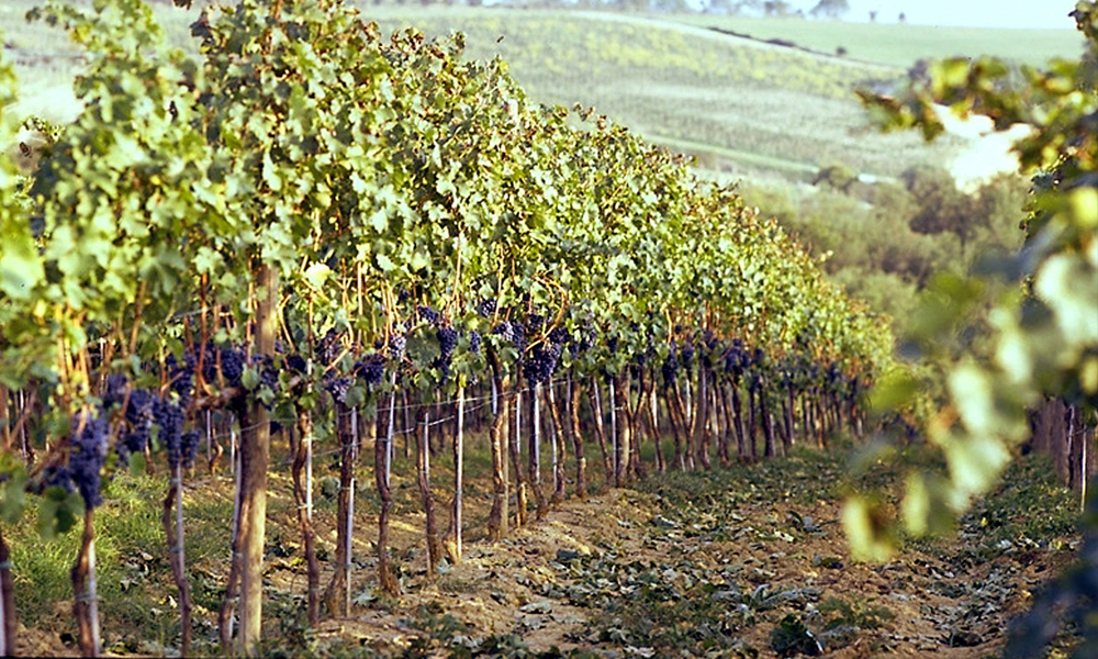 Vigne millenarie sotto il vulcano