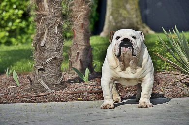 Intervista a Ocobo Big Yin, un vero campione