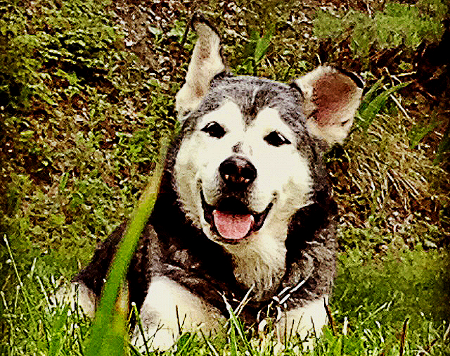 Intervista a Zar, (quasi) mio fratello