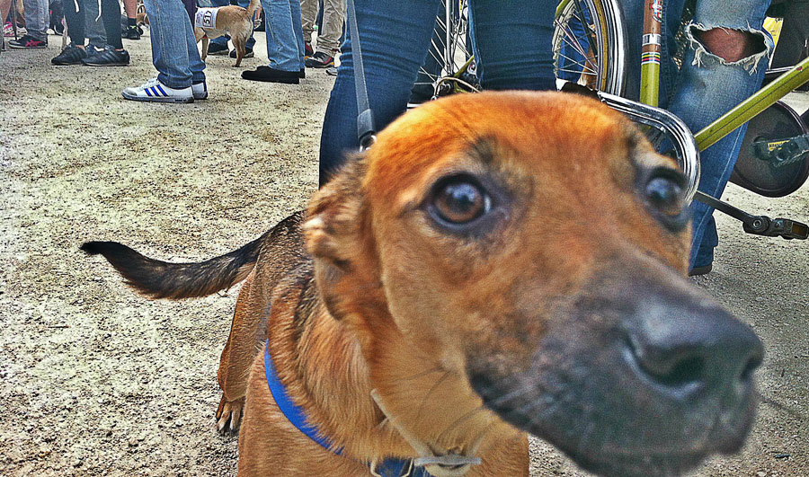 La maratona dei cani (gli altri) La maratona dei cani (gli altri)