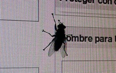 Facebook virus: se il social posta a tua insaputa