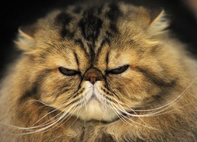 ANIMALI, le foto più belle di APRILE