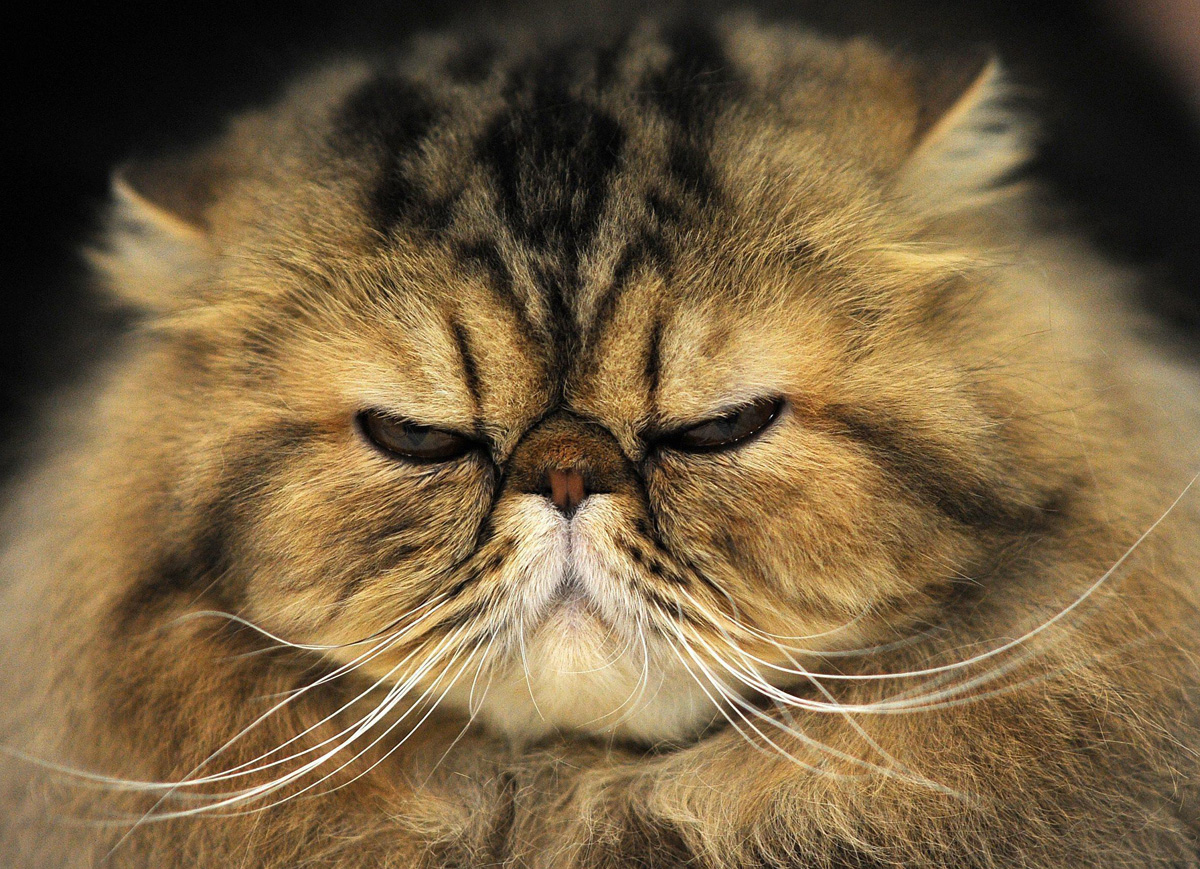 ANIMALI, le foto più belle di APRILE ANIMALI, le foto più belle di APRILE