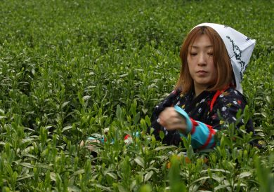 La raccolta del tè verde in Giappone