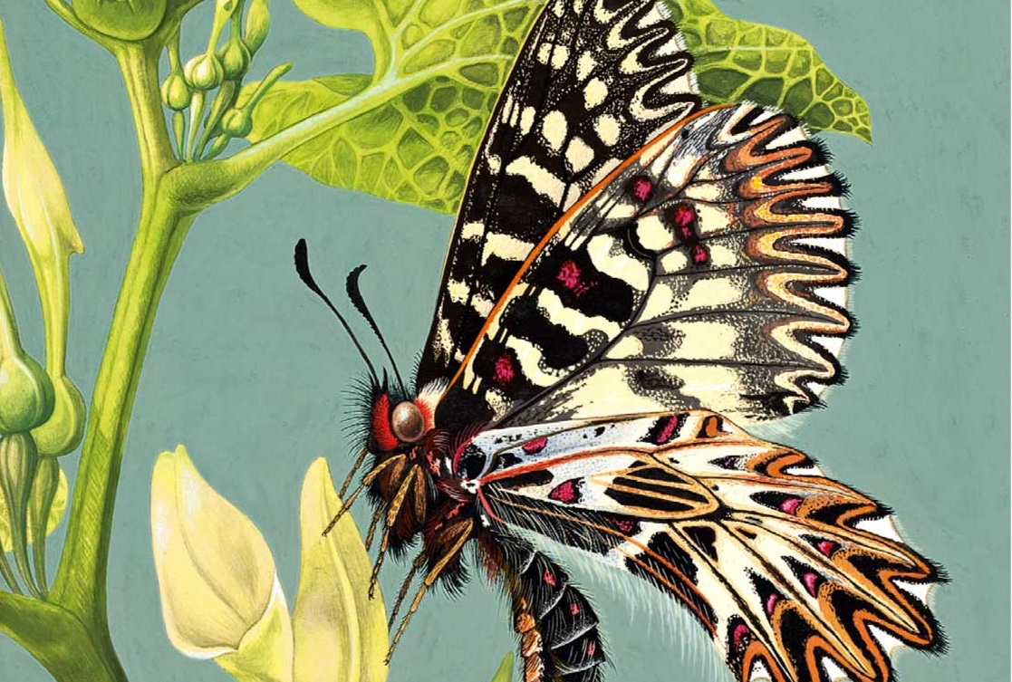 Pietre, piume e insetti. L’arte di raccontare la natura Pietre, piume e insetti. L’arte di raccontare la natura