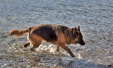 Intervista a Zorba, una dolce signorina dal sangue blu