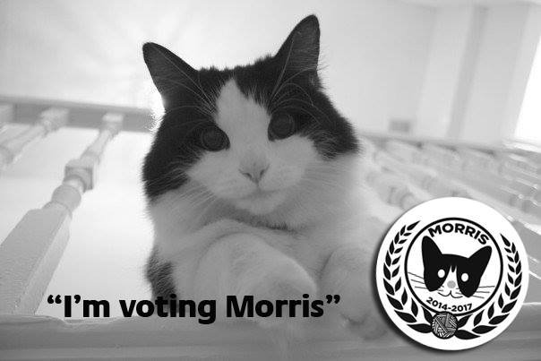 Messico: il gatto candidato sindaco Messico: il gatto candidato sindaco