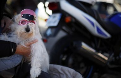 Pet economy, ovvero come far soldi coi cani (e i loro padroni)