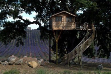 Vuoi vivere su un albero? Vai in Trentino