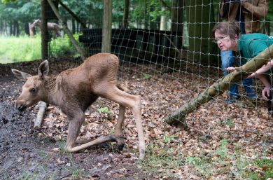 Herbert, cucciolo d’alce ferito