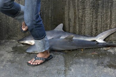 Squali in vendita al mercato indonesiano di Lampulo e altre foto del giorno, 31-7-13
