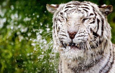 ANIMALI, le foto più belle di LUGLIO