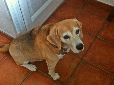 Intervista ad Artu, un beagle in fuga