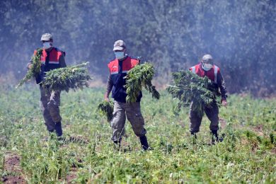 Guerra alla marijuana in Turchia e altre foto del giorno, 16.7.13