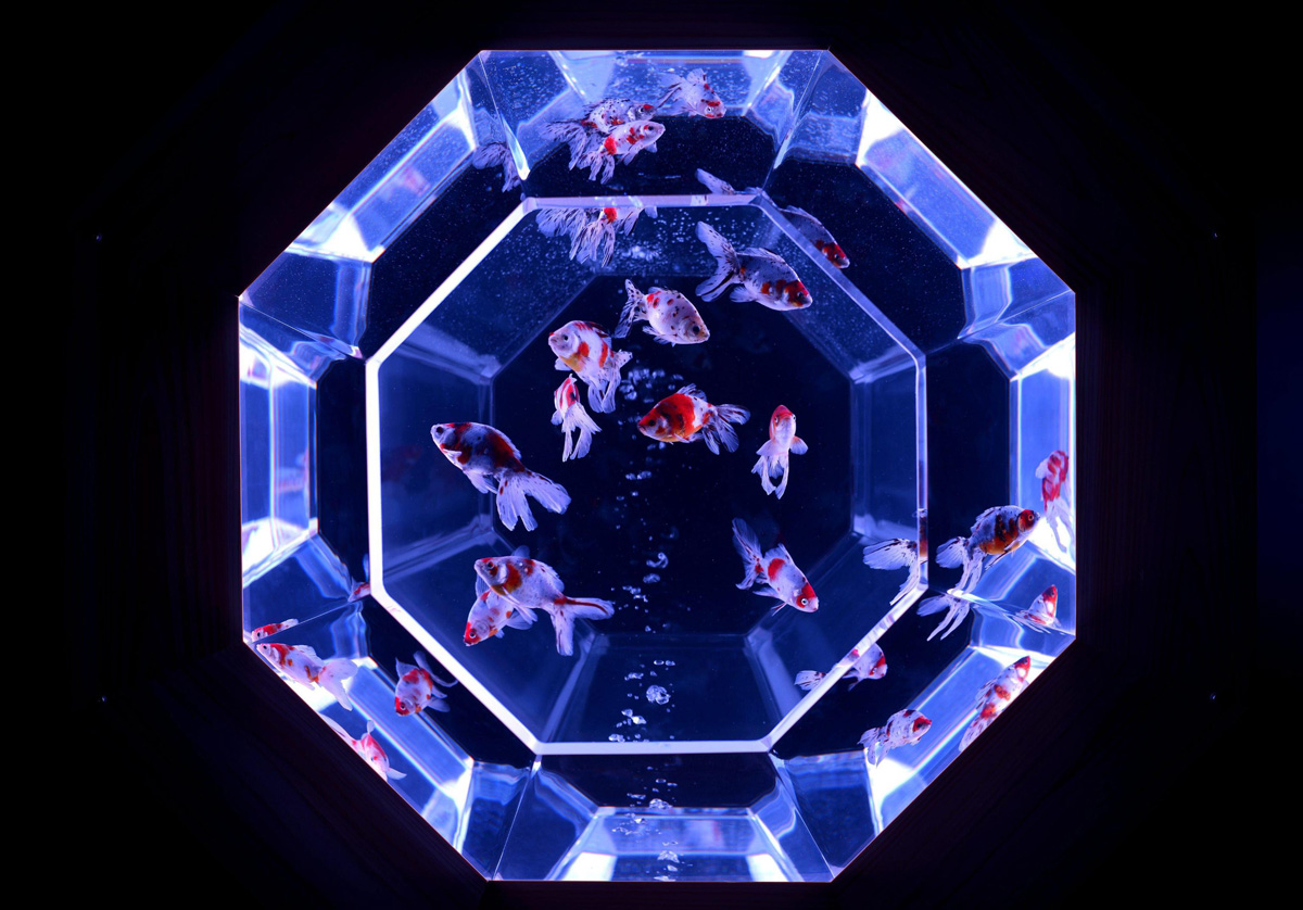 L’arte dell’acquario in mostra a Tokyo L’arte dell’acquario in mostra a Tokyo