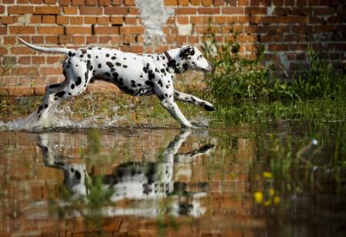 ANIMALI, le foto più belle di GIUGNO