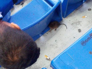 Topi a San Siro