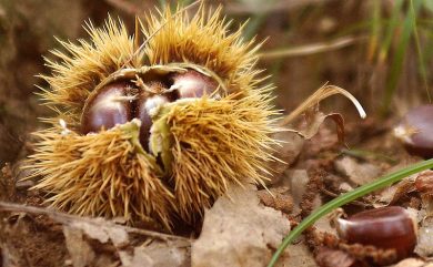 Tuscany and its love for chestnuts beer