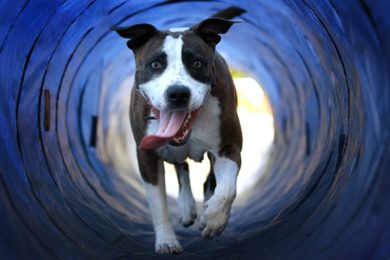 Il “dog day” di Rotterdam e altre foto del giorno, 02.8.13