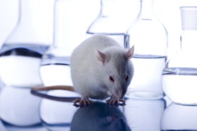 L’uomo pensa, il ratto si muove. Ecco la prima interfaccia cervello-cervello